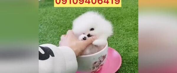 عکس سگ پشمالو پاکوتاه فروشی