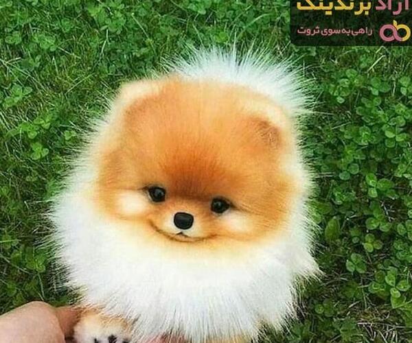 عکس سگ پشمالو پاکوتاه فروشی