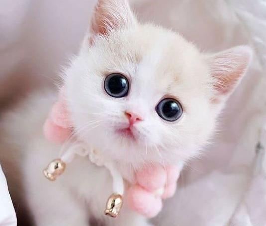 عکس گربه خیلی بامزه