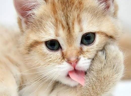 عکس گربه خیلی بامزه