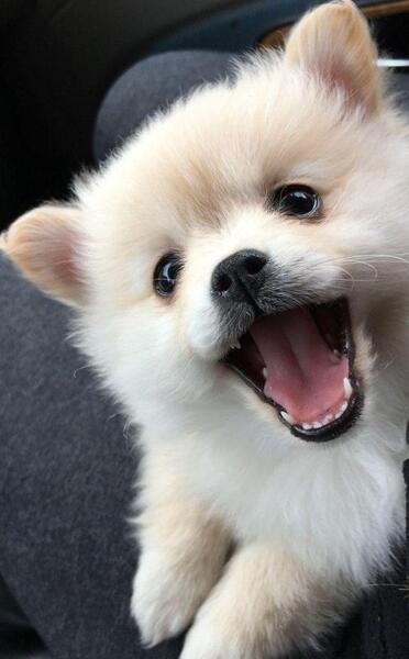عکس سگ پشمالو باحال