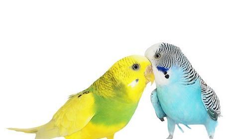 عکس عروس هلندی کاسکو