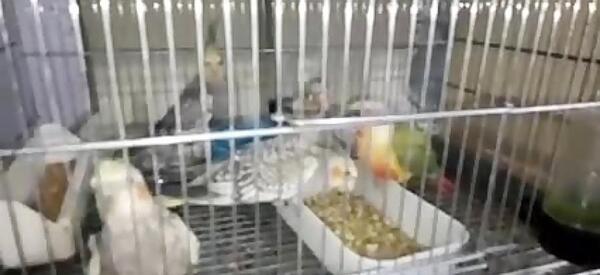 عکس عروس هلندی فروشی