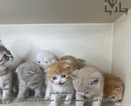 عکس عروس هلندی فروشی