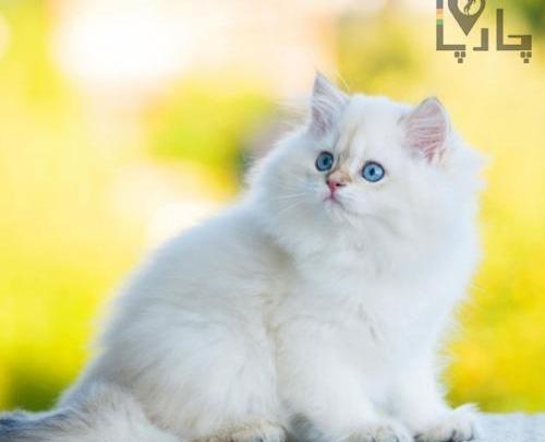 عکس عروس هلندی فروشی