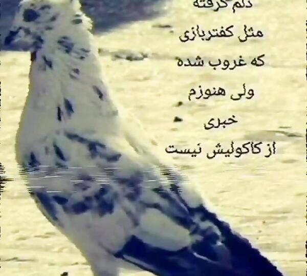 عکس نوشته دلم گرفته مثل