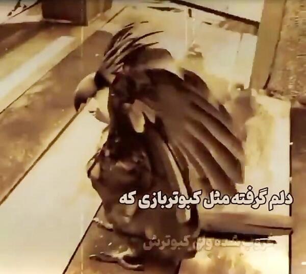 عکس نوشته دلم گرفته مثل