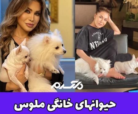 عکس سگ عربی