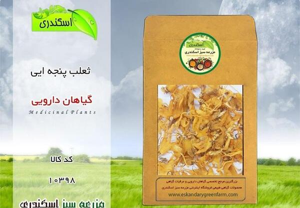 عکس تصویر ثعلب بستنی