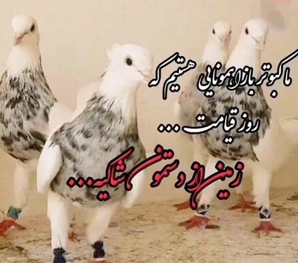 عکس پروفایل کفتر لاتی