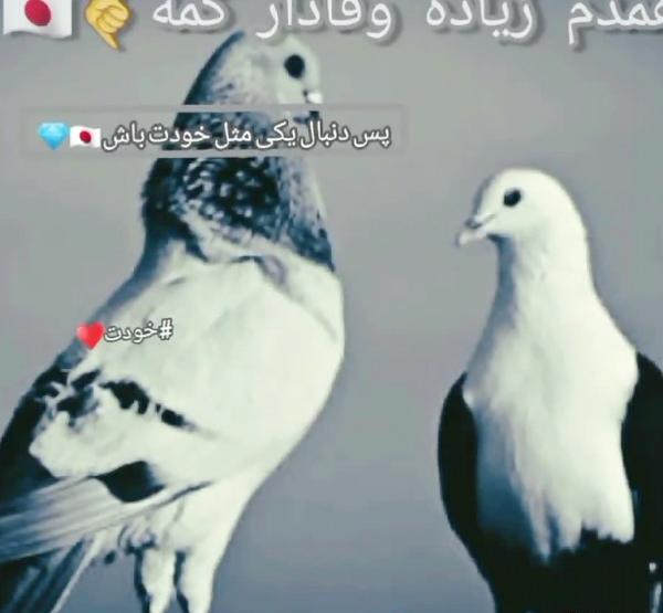 عکس پروفایل کفتر لاتی