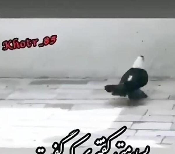 عکس پروفایل کفتر لاتی