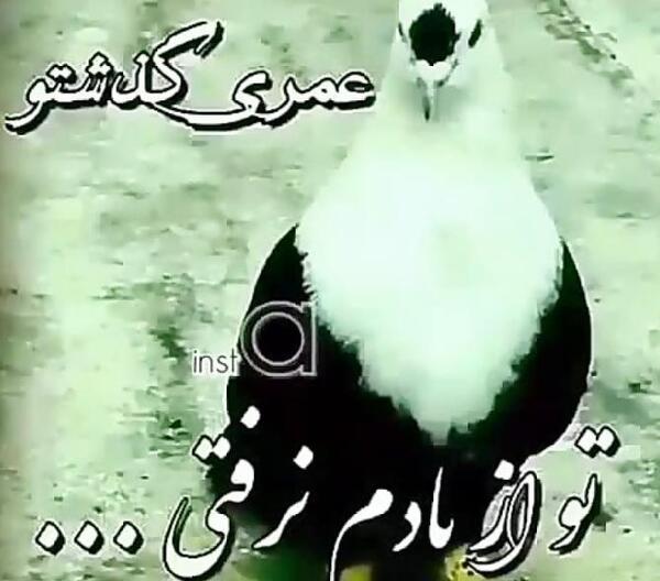 عکس پروفایل کفتر لاتی