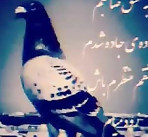 عکس پروفایل کفتر لاتی