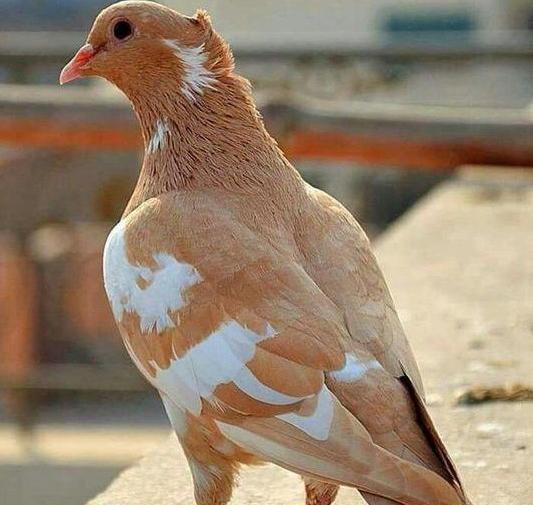 عکس پروفایل کفتر لاتی