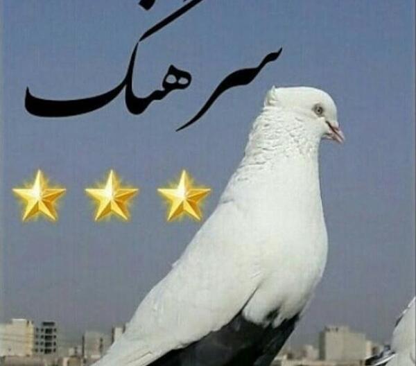 عکس پروفایل کفتر لاتی