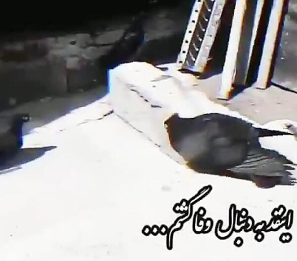 عکس پروفایل کفتر لاتی