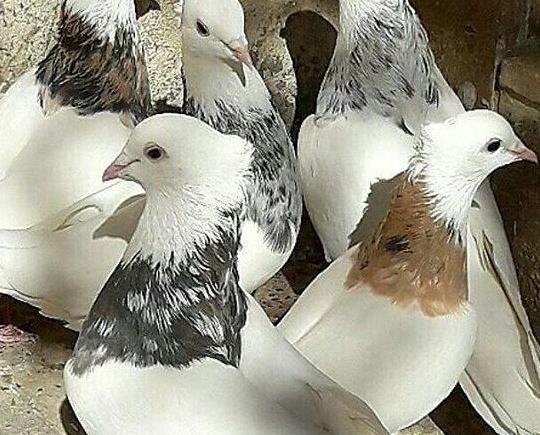 عکس پروفایل کفتر لاتی