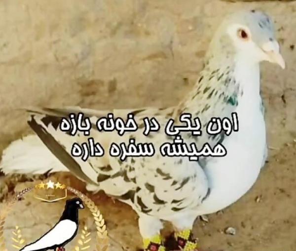 عکس پروفایل کفتر لاتی