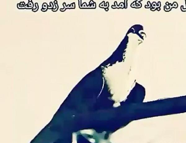 عکس پروفایل کفتر لاتی
