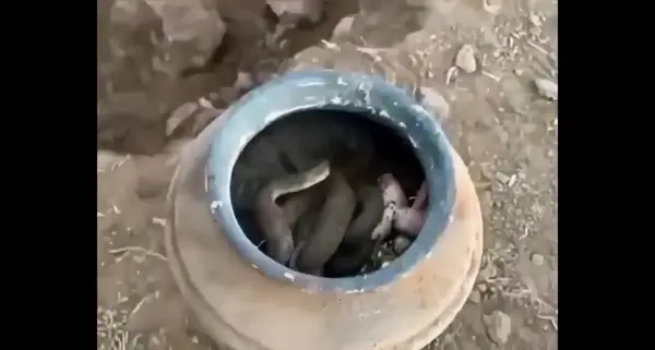 عکس مار طلای