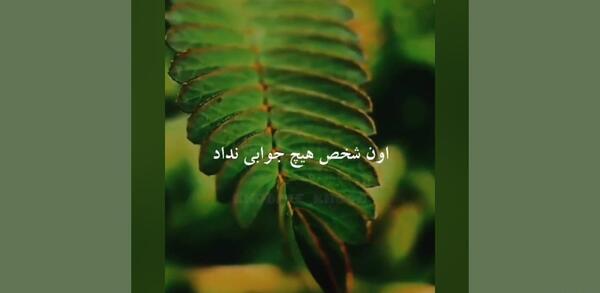 عکس تولد دی ماهی عاشقانه