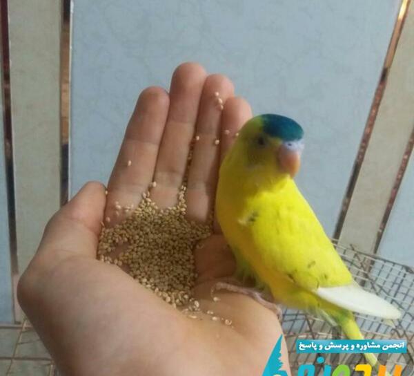 عکس مرغ عشق خاص