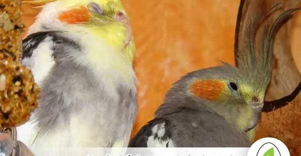 عکس خوابیدن جوجه عروس هلندی