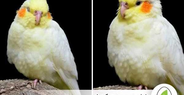 عکس خوابیدن جوجه عروس هلندی