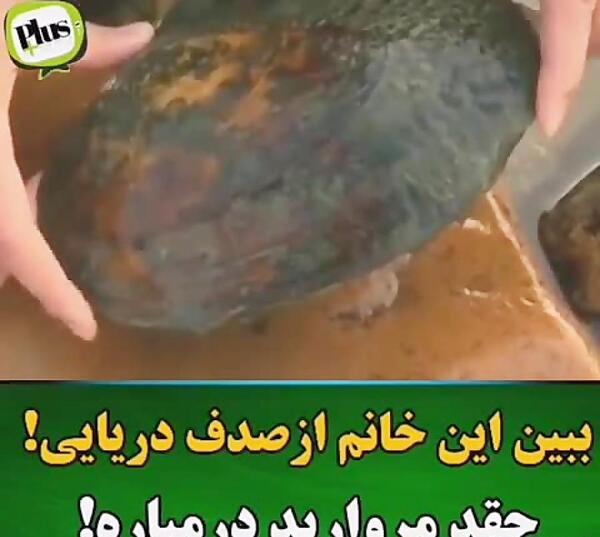 عکس صدف های شمال