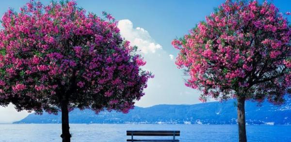 عکس تصویر پس زمینه طبیعت برای کامپیوتر