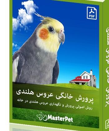 عکس عروس هلندی در جنگل