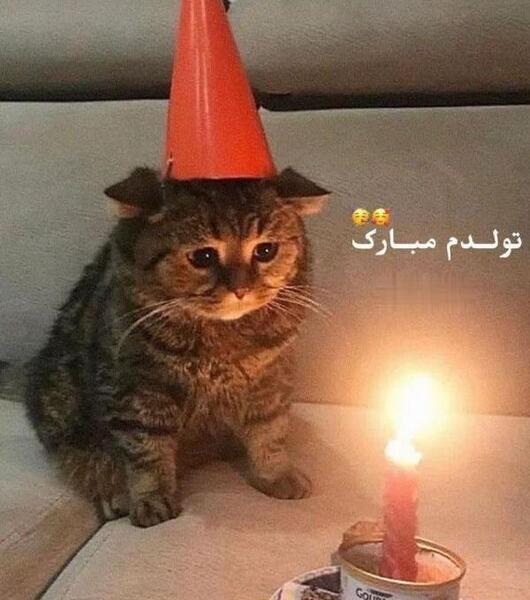 عکس گربه غمگین برای پروفایل بدون متن
