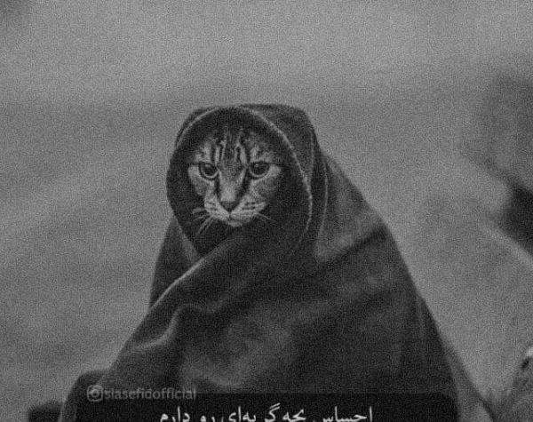 عکس گربه غمگین برای پروفایل بدون متن