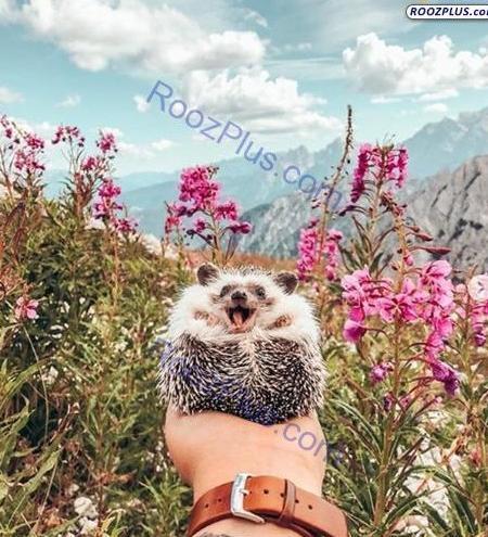 عکس جوجه تیغی برای تصویر زمینه