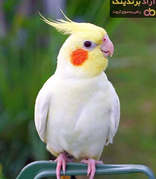 عکس میمون طوطی