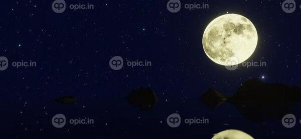 عکس میمون طوطی