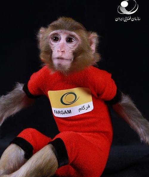 عکس میمون صورت