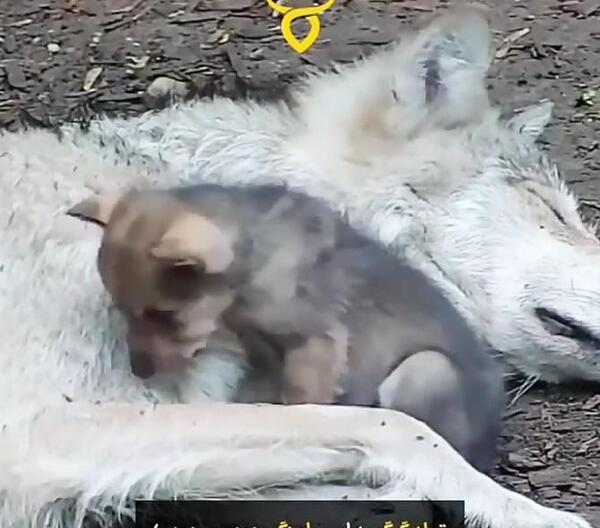 عکس گرگ بچه