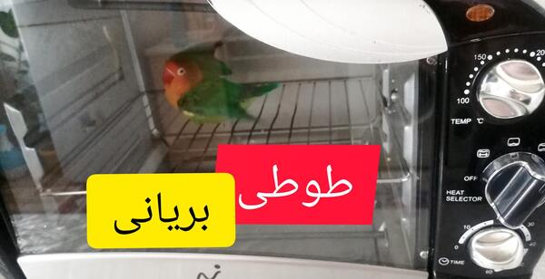 عکس زیباترین طوطی برزیلی