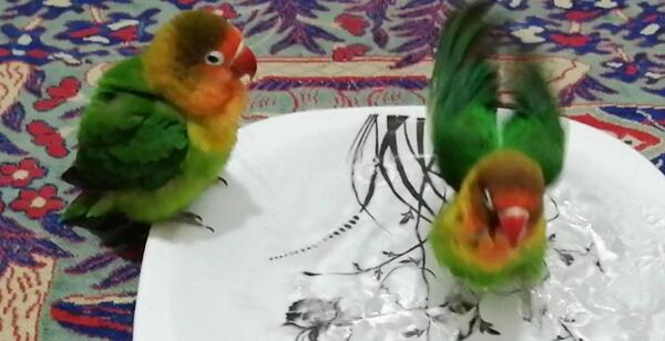 عکس زیباترین طوطی برزیلی