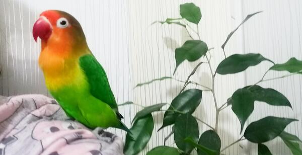 عکس زیباترین طوطی برزیلی