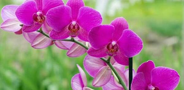 عکس گلهای ثروت