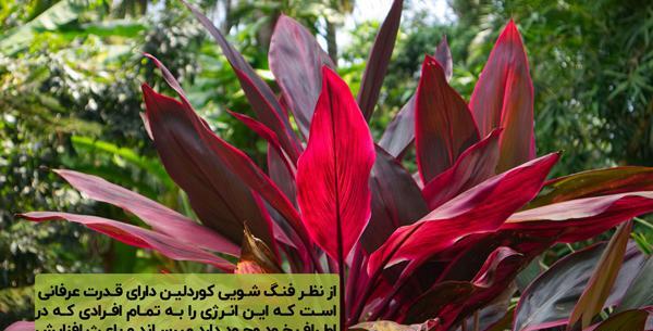 عکس گلهای ثروت