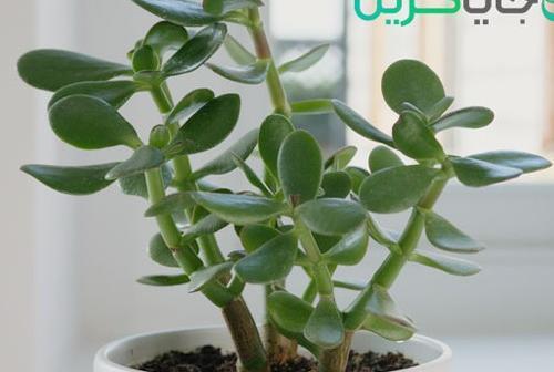 عکس گلهای ثروت