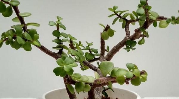 عکس گلهای ثروت