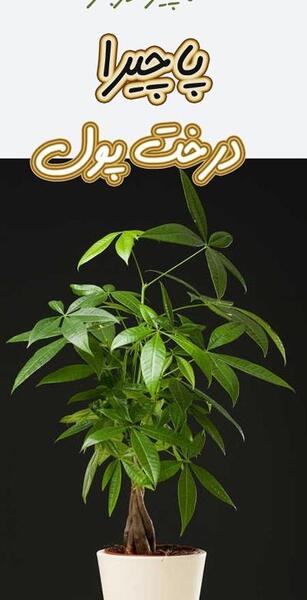 عکس گلهای ثروت