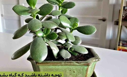 عکس گلهای ثروت