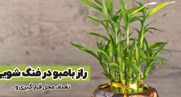 عکس گلهای ثروت