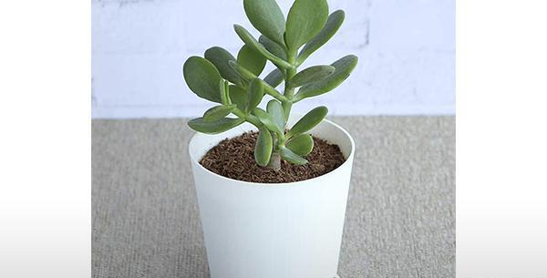 عکس گلهای ثروت